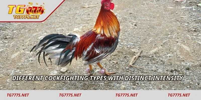 Different cockfighting types with distinct intensity
