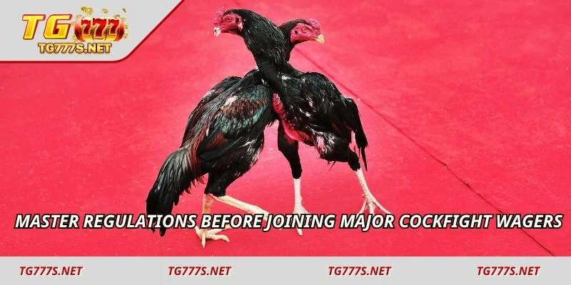 Master regulations before joining major cockfight wagers